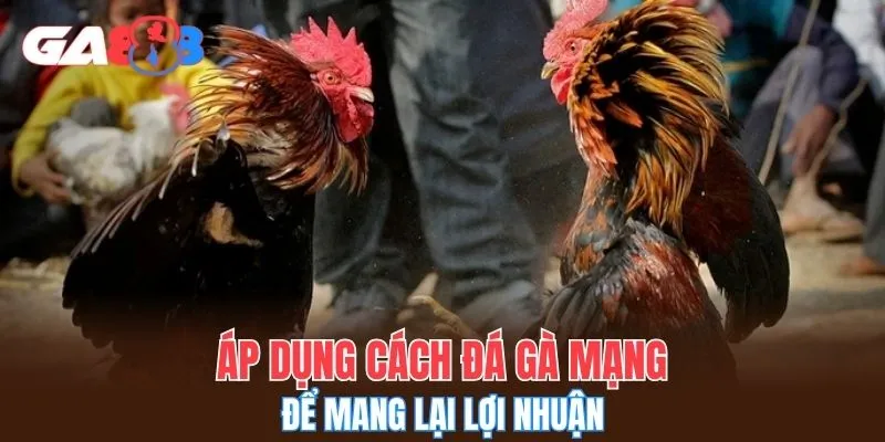 Áp dụng cách đá gà mạng để mang lại lợi nhuận