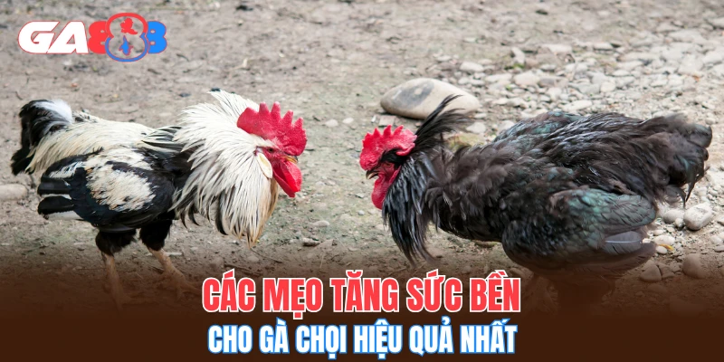 Các mẹo tăng sức bền cho gà chọi hiệu quả nhất
