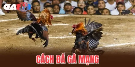 cách đá gà mạng