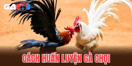 cách huấn luyện gà chọi