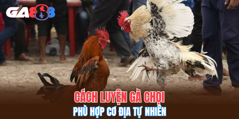 Cách luyện gà chọi phù hợp cơ địa tự nhiên