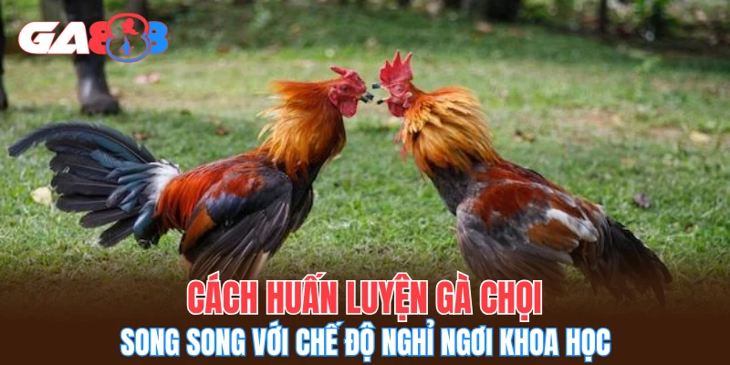 Cách huấn luyện gà chọi song song với chế độ nghỉ ngơi khoa học
