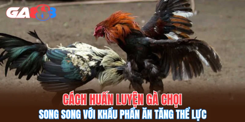 Cách huấn luyện gà chọi song song với khẩu phần ăn tăng thể lực