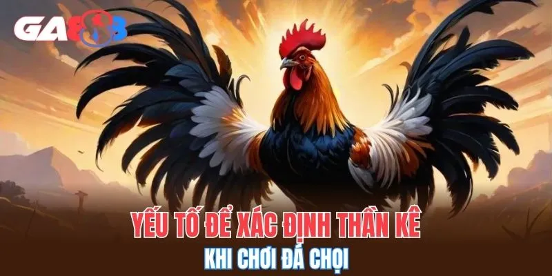 Yếu tố để xác định thần kê khi chơi đá chọi