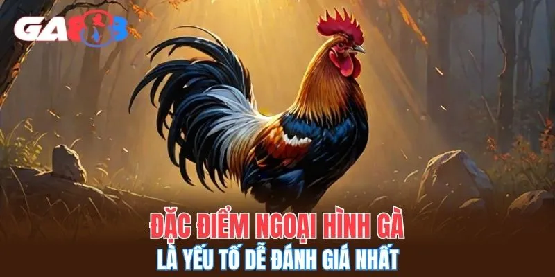 Đặc điểm ngoại hình gà là yếu tố dễ đánh giá nhất