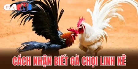 Cách nhận biết gà chọi linh kê