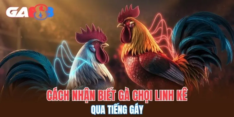 Cách nhận biết gà chọi linh kê qua tiếng gáy