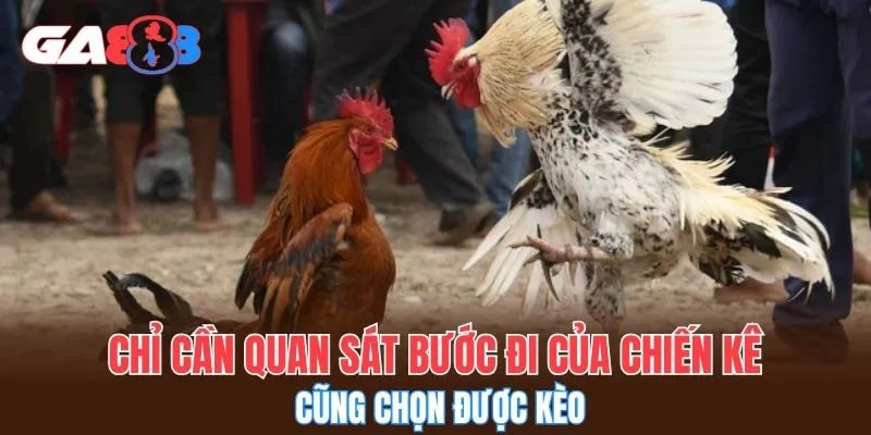 Chỉ cần quan sát bước đi của chiến kê cũng chọn được kèo