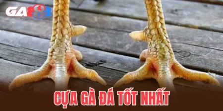 Cựa gà đá tốt nhất