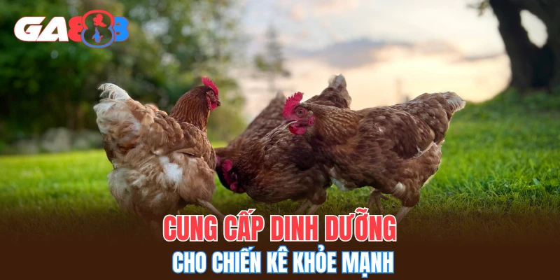 Cung cấp dinh dưỡng cho chiến kê khỏe mạnh