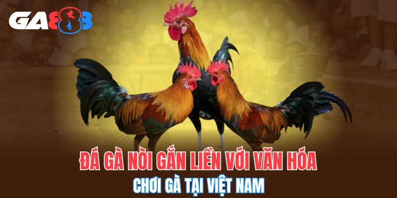 Đá gà nòi gắn liền với văn hóa chơi gà tại Việt Nam