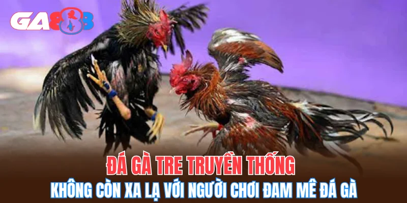 Đá gà tre truyền thống không còn xa lạ với người chơi đam mê đá gà