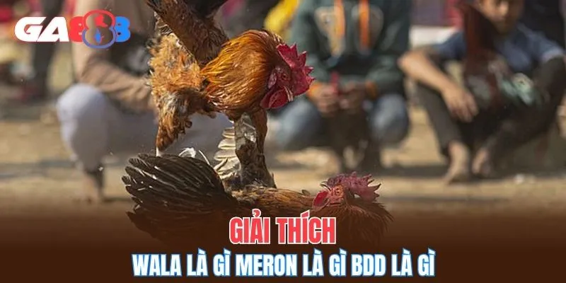 Giải thích wala là gì meron là gì bdd là gì