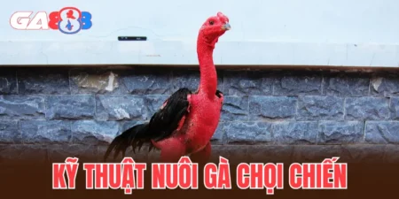 kỹ thuật nuôi gà chọi chiến