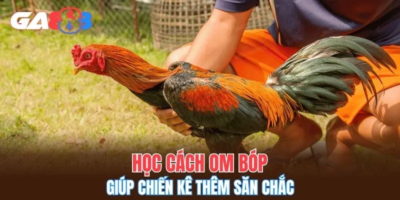 Học cách om bóp giúp chiến kê thêm săn chắc