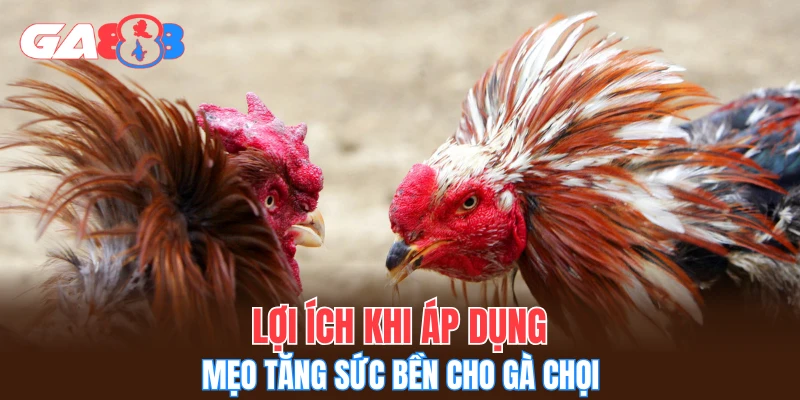 Lợi ích khi áp dụng mẹo tăng sức bền cho gà chọi