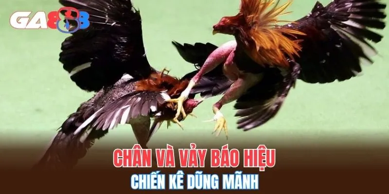 Chân và vảy báo hiệu chiến kê dũng mãnh