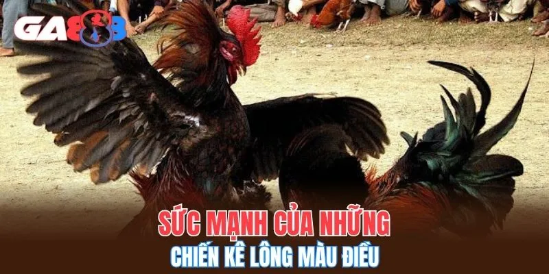 Sức mạnh của những chiến kê lông màu điều