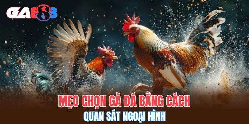 Mẹo chọn gà đá bằng cách quan sát ngoại hình