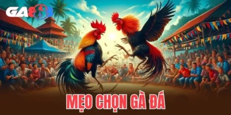 Mẹo chọn gà đá