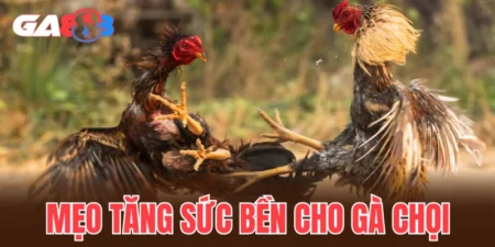 mẹo tăng sức bền cho gà chọi