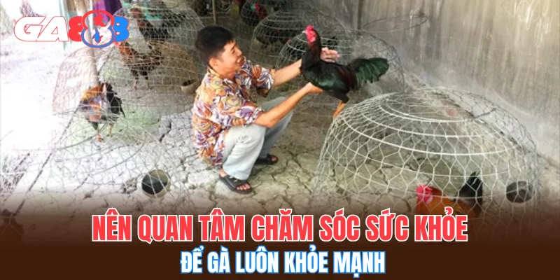 Nên quan tâm chăm sóc sức khỏe để gà luôn khỏe mạnh