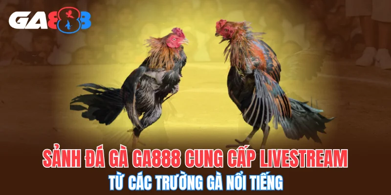 Sảnh đá gà GA888 cung cấp livestream từ các trường gà nổi tiếng
