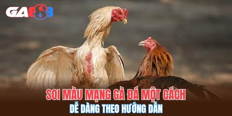 Soi màu mạng gà đá một cách dễ dàng theo hướng dẫn