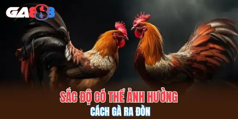 Sắc độ có thể ảnh hưởng cách gà ra đòn