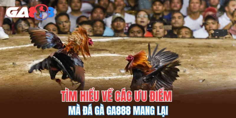 Tìm hiểu về các ưu điểm mà đá gà GA888 mang lại
