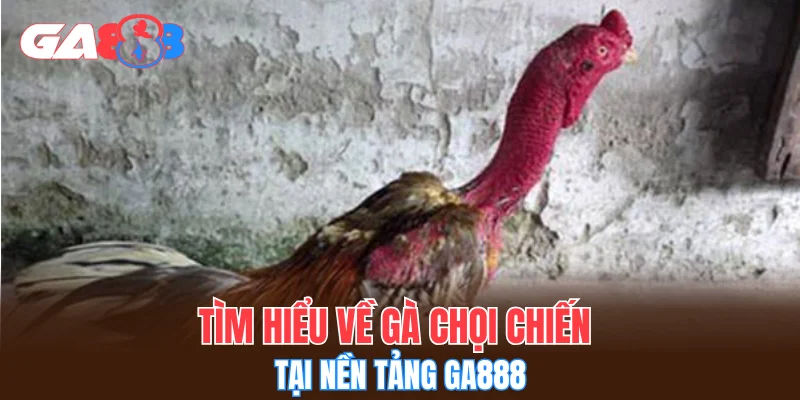 Tìm hiểu về gà chọi chiến tại nền tảng GA888