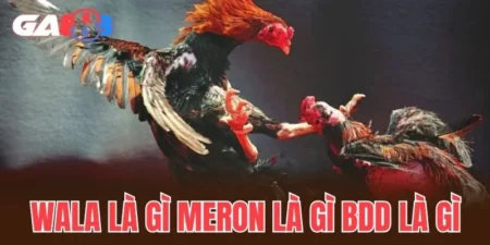 Wala là gì Meron là gì BDD là gì